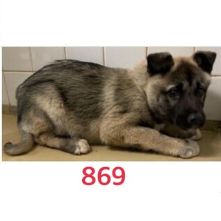 子犬たちの家族募集中です。