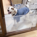 セター風な中型犬ブレッドちゃん