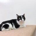 マスク猫の女の子　^_^