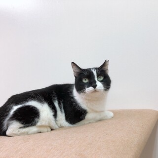 マスク猫の女の子　^_^