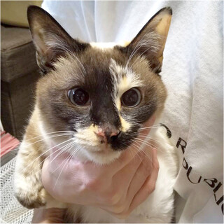 変わった毛色の三毛猫「リカ」