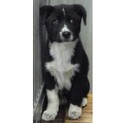 里親様に迎えられました。子犬♂284
