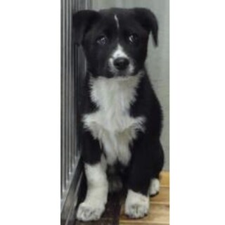 里親様に迎えられました。子犬♂284