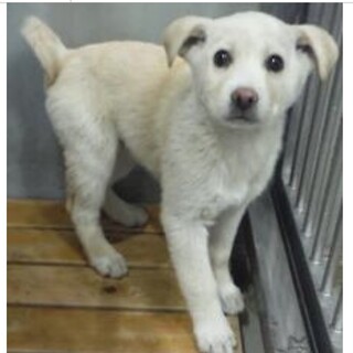 里親様に迎えられました。子犬♂283