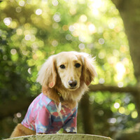 くるり