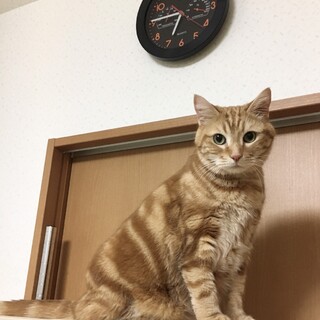 ゴロゴロと甘えるのが大好きぽっちゃり猫たろう君❤️