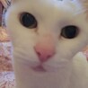 さくにゃオンマ