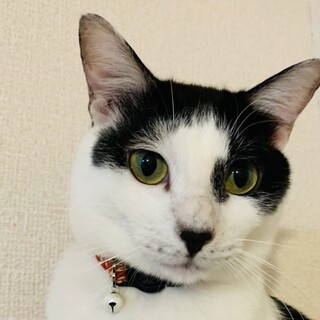 優しく甘えん坊☆レオンくん