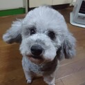 有難うございましたシルバーのプードルちゃん☆女の子
