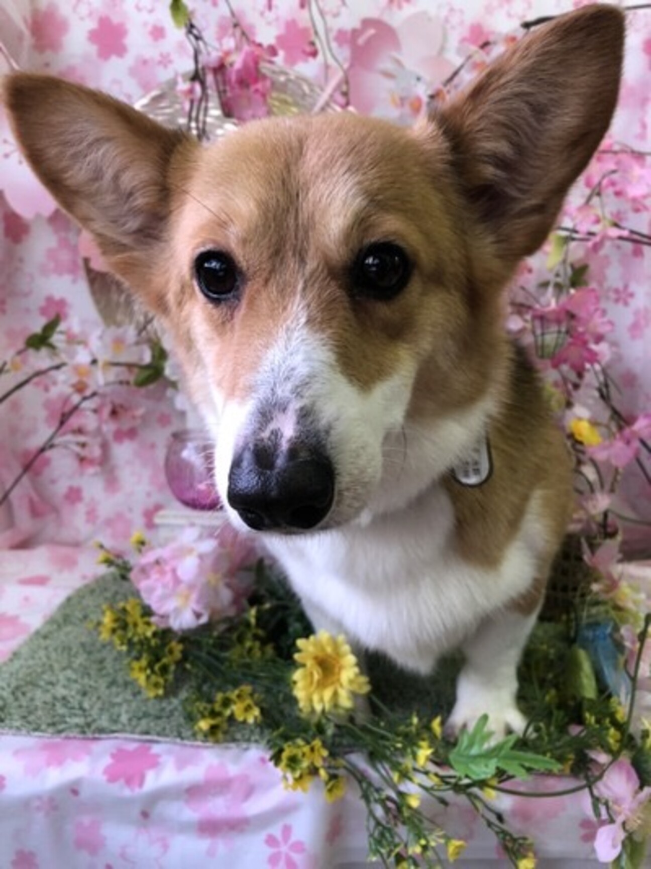 コーギーパインちゃん６才９ヶ月 静岡県 犬の里親募集 ペットのおうち 月間利用者150万人