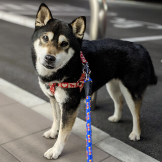 黒柴の女の子・ペットショップから保護