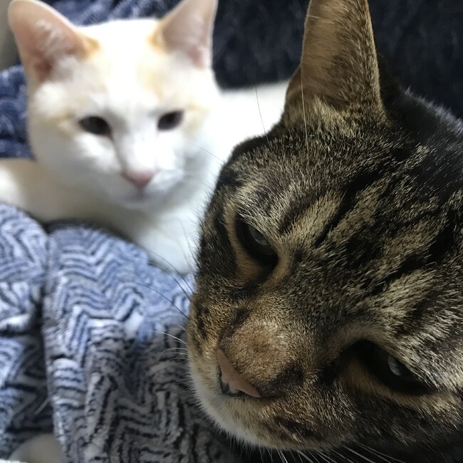 コジィのカバー写真