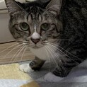 3歳くらい♪しまちゃん