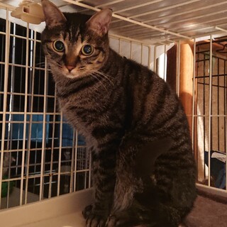 黒キジ、なでなで大好き女の子♀