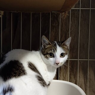 【3/14譲渡会】可愛い＆甘えん坊姉妹