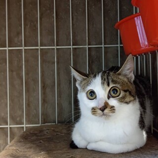 【3/14譲渡会】可愛い＆甘えん坊姉妹