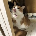 1歳7か月♂去勢済　おとなしい猫です。