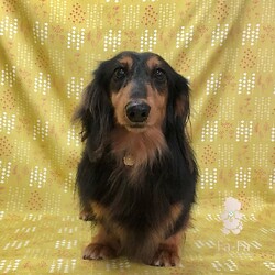 わんにゃんらいふ。ダックスレスキュープロジェクト サムネイル2