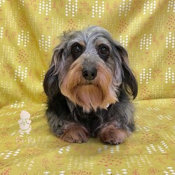 わんにゃんらいふ。ダックスレスキュープロジェクト サムネイル3