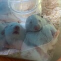 ゴールデンハムスターの赤ちゃん