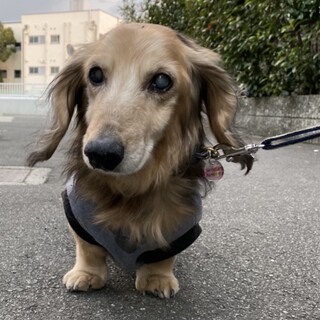 可愛い！珍しい！スタンダードダックスの丸太くん