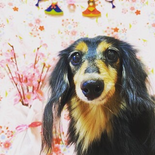 ちっちゃい可愛い…そして短い命、イヴちゃん