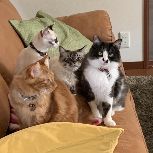 ぷりゅむのカバー写真