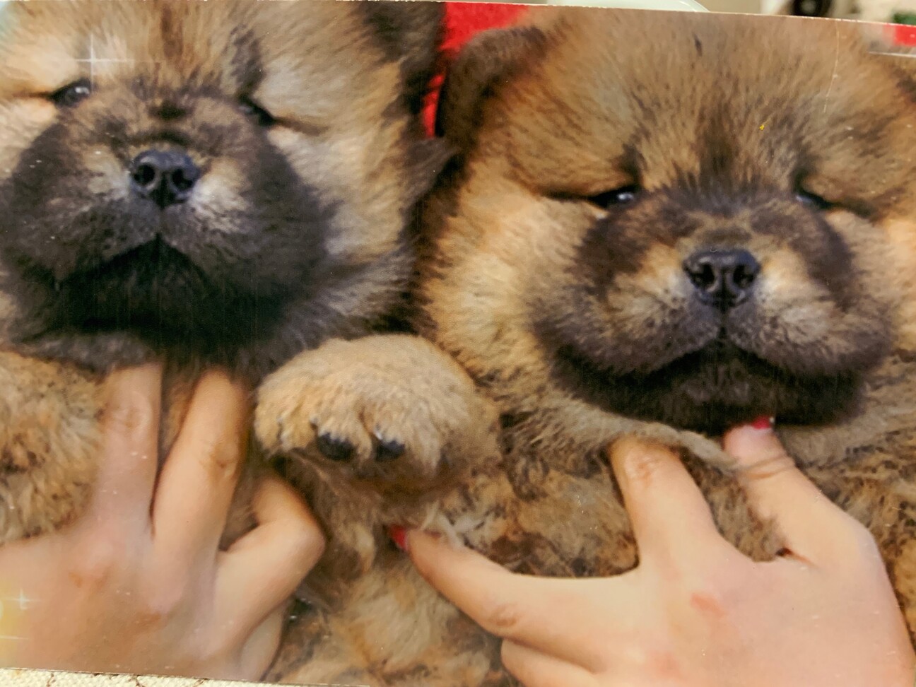 チャウチャウちゃう チャ 大阪府 犬の里親募集 ペットのおうち 月間利用者150万人