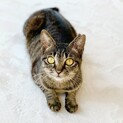 超超超美人な上に性格も良いキジトラ子猫
