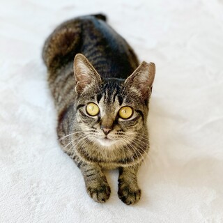 超超超美人な上に性格も良いキジトラ子猫