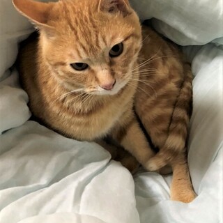 お陰様で良い里親さんが見つかりました