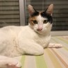 【トライアル決定】甘えっこの三毛猫ウニちゃん サムネイル6