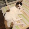 【トライアル決定】甘えっこの三毛猫ウニちゃん サムネイル7