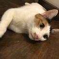 【トライアル決定】甘えっこの三毛猫ウニちゃん
