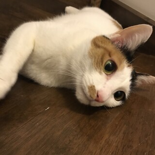 【トライアル決定】甘えっこの三毛猫ウニちゃん