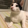 【トライアル決定】甘えっこの三毛猫ウニちゃん サムネイル2