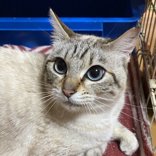 認知症の方より保護。ブルーアイのシャム系女の子❣️