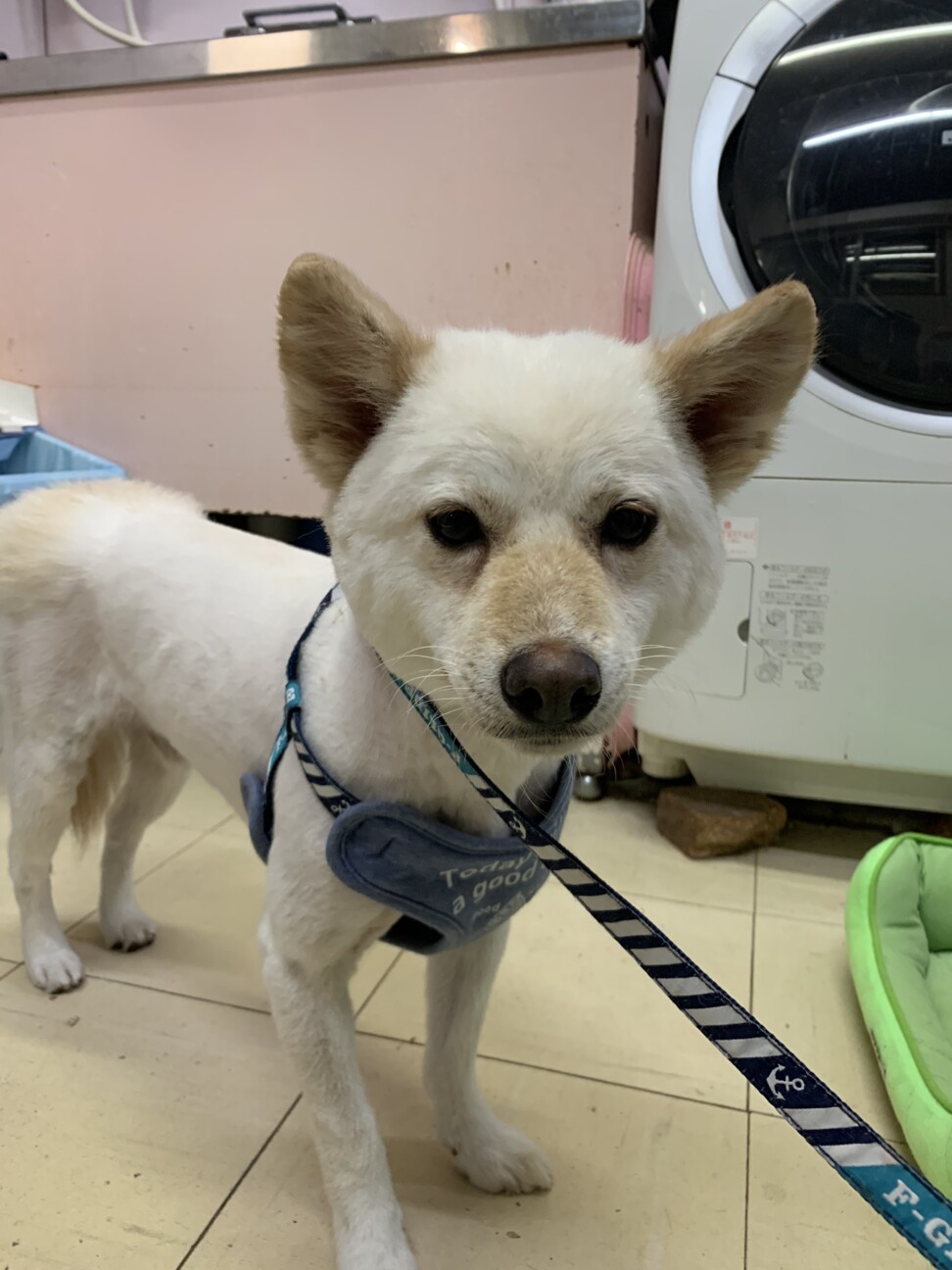 スピッツのようなポメのよ 兵庫県 犬の里親募集 ペットのおうち 月間利用者150万人