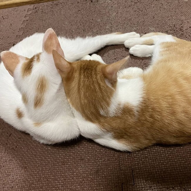 なちゅるのカバー写真