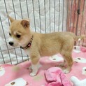 ミルクで育ったスミレちゃん♡1ヶ月半