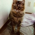 血統書はないけどメインクーンの男の子