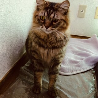 血統書はないけどメインクーンの男の子