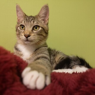 【動画あり】ヒョウみたいな猫