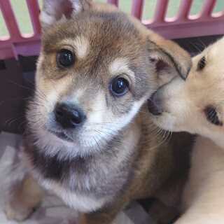 【センターレスキュー】マロが可愛いモスコミュール