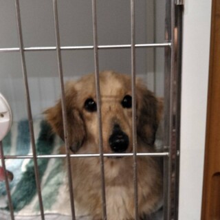 ララアちゃん　ミニチュアダックス　女の仔