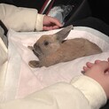 元気なうさぎ　飼い主探し中〜