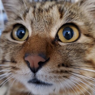 太鼓判しまちゃんは本当に良い子です。ご連絡下さい。