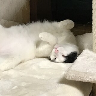 人見知りだけど遊び好きの男の子のシロクロのちゃん