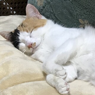 人見知りだけど甘えたい三毛猫ちゃん
