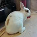 ！マークが可愛い ウサギの女の子